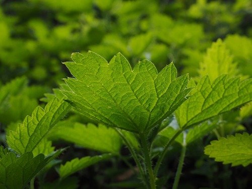 Phytothérapie / Herboristerie